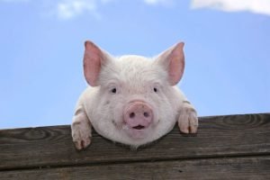 Краткая история свинины: от кабанов Месопотамии к средневековым свинопасам и датским ландрасам