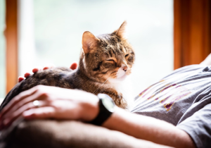 Кошки лечат — теперь это доказано научно