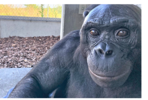 Умер один из самых умных карликовых шимпанзе Канзи. Он мог «разговаривать» с людьми, изготавливать каменные орудия и играть в Minecraft