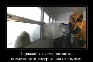 «Наглость — второе счастье…»