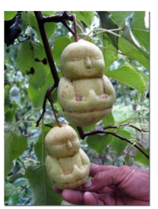 Необычные фрукты и овощи