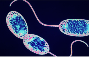 Мафусаилы мира природы: как выглядят 11 самых старых существ на Земле