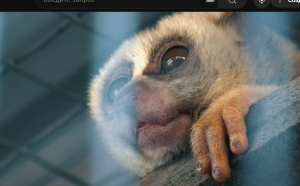 Самые Редкие и Милейшие Животные в Мире! Ты влюбишься!  Видео