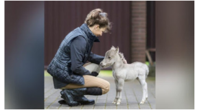 Самый маленький конь в мире!