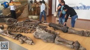 Священник из Эквадора хранил у себя скелет 7-метрового великана.