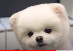 10 Самых Маленьких Пород Собак для Квартиры  Видео