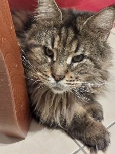 Хотите, чтобы кошки жили дольше 20 лет? Тогда избавьтесь от 7 мифов  Видео