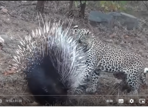 Хищники, которые Явно Ошиблись с Жертвой  Видео