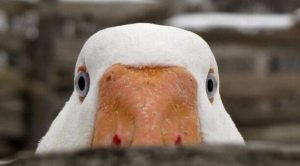 Анекдот о партизанской рекламе