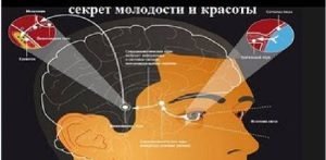 Секреты. Ученые нашли секрет молодости у человека в голове!