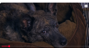 Смотреть Хорошее Кино! Tеплый Семейный Фильм  Видео