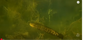 Она ест СОБАК, живет 5 дней без воды и плодит 75 тысяч детей в год: рыба, запрещенный в Америке!