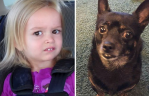 Смешные двойники: невероятно похожие люди и вещи