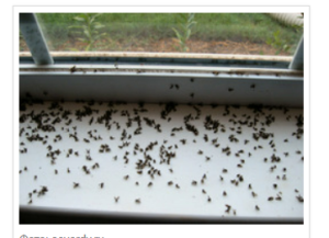 Мошки в квартире: как с ними совладать?