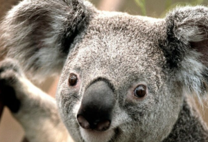 Инцесты, измены, групповуха, детский каннибализм: 20+ фактов о размножении животных