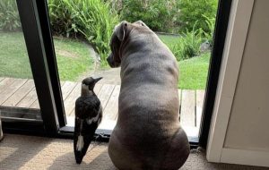 Живут в aвcтрaлийcком округе Квинcленд две подруги, Пегги и Молли