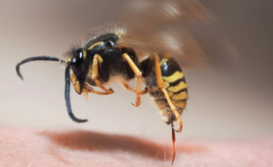 Укус осы: правила первой помощи и 8 советов, как его избежать