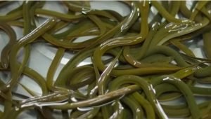 Жизнь и удивительные путешествия угрей.  Видео