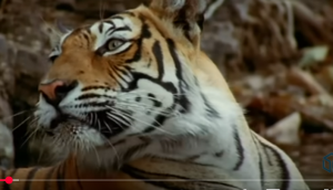 Лев против Тигра — Кто Сильнее? (Реальные Кадры Схваток)  Видео