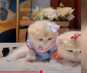 Смейтесь до слез с этими смешными животными  Видео