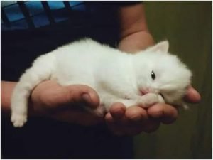 ОН ДЕРЖАЛ НА РУКАХ СВОЕ МАЛЕНЬКОЕ СЧАСТЬЕ