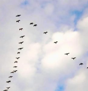 А вы знали почему птицы летают клином?!