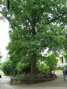 Дуб в Атенсе (Джорджия, США) является законным владельцем самого себя и окружающей его земли впридачу.