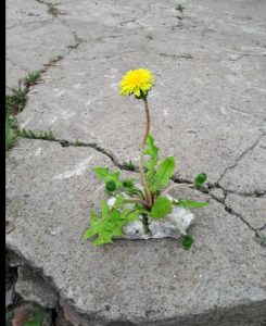 Чернобыльский биолог,