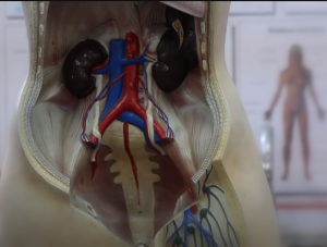 Почки: 3 самых вредных и 4 самых полезных продукта  Видео