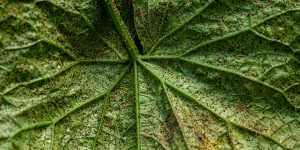 Израиль распространяет по всему миру… клещей. Почему иностранцы платят за них миллионы? Источник: https://detaly.co.il/v-izraile-vyrashhivay