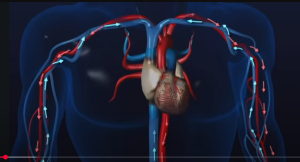 Почему Так Важно Регулярно Трясти Телом, чтоб Оставаться Здоровым? Кровь, Желчь и Лимфа!  Видео