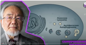 ВЕЛИЧАЙШЕЕ ОТКРЫТИЕ 21 ВЕКА! Гениальный Ученый Есинори Осуми и Его Метод Голодания  Видео