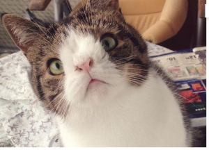 Знакомьтесь: Монти – прекрасный кот с необычной мордочкой