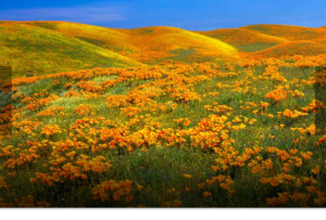 Заповедник «Долина Антилоп» возле Ланкастера, Калифорния