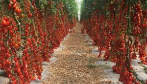 Откуда взялись помидорки черри