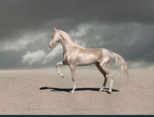 Супермодель в мире лошадей: ахалтекинская лошадь изабелловой масти