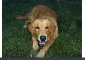 Этот пес каждый день приходил к ней в дом и ложился спать. Но он не был похож на бродячего!