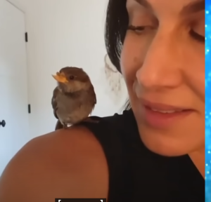 Этот спасённый ВОРОБЕЙ убеждён, что он собака! Посмотрите на его уникальный КЛЮВ!  Видео