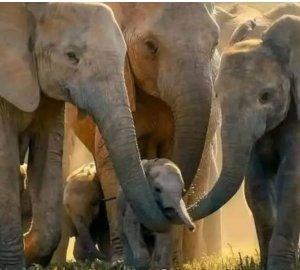 Слоненок — самый крупный новорожденный среди наземных млекопитающих.