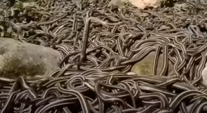 кеймада Гранди самый опасный остров в мире. змеиный остров.  Видео