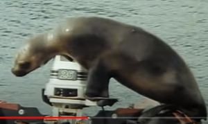 Одиссея Жака Кусто — Мыс Горн  Видео