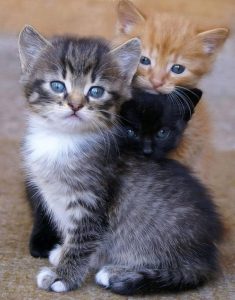 ТОЛСТАЯ ВЕРКА