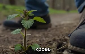 Зеленая кровь Земли. Почему молекула Крапивы идентична нашей?  Видео