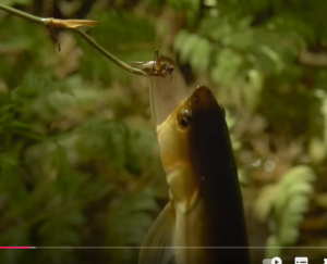 Дикая природа Амазонки. Колыбель жизни. National Geographic на русском  Видео