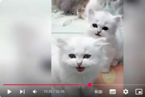 Самые смешные животные заставят вас смеяться до слез  Видео