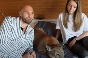 Они приручили дикую пуму. История Месси. Видео