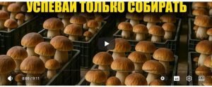 50кг Грибов в неделю! Выращивание грибов дома. Белые грибы, шампиньоны  Видео