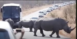 Этот Остров Полностью Захвачен Акулами  Видео