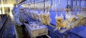 КУРЯТИНА В ИЗРАИЛЕ