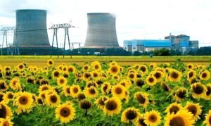 ЗАЧЕМ В МЕСТАХ ЯДЕРНЫХ КАТАСТРОФ ВЫСАЖИВАЮТ ПОДСОЛНУХИ